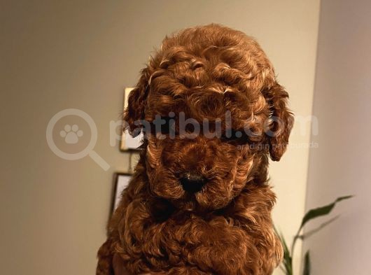 Sağlık Ve Ömür Boyu Irk Garantili Poodle Yavrularımız görsel