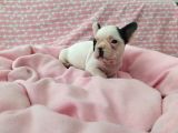 Muhteşem Güzellikte French Bulldog Yavrular