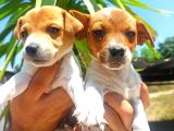 Muhteşem Güzellikte Jack Russel Yavrular