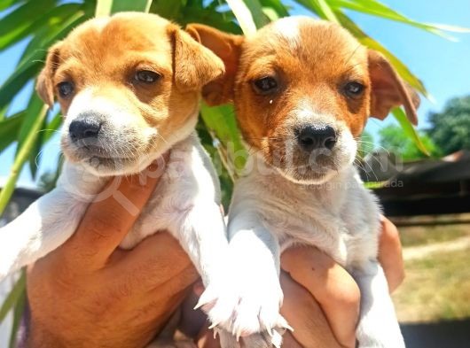 Muhteşem Güzellikte Jack Russel Yavrular görsel