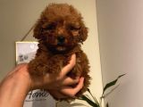 Sağlık Ve Ömür Boyu Irk Garantili Poodle Yavrularımız