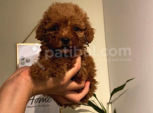 Sağlık Ve Ömür Boyu Irk Garantili Poodle Yavrularımız görsel