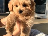 Bebek Surat Maltipoo Yavrular
