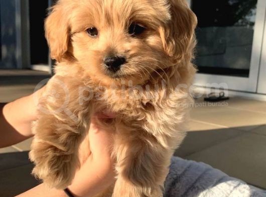 Bebek Surat Maltipoo Yavrular