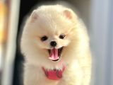 Safkan Teddy Bear Pomeranian Boo Yavrularımız