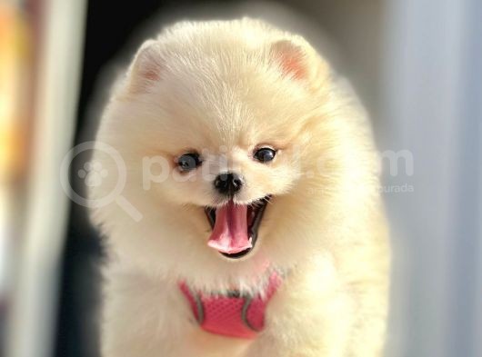 Safkan Teddy Bear Pomeranian Boo Yavrularımız