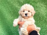Mi̇ni̇ Boy Orji̇nal Malti̇poo Yavrulari