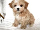 Irkinin En Güzel Malti̇poo Bebekleri̇