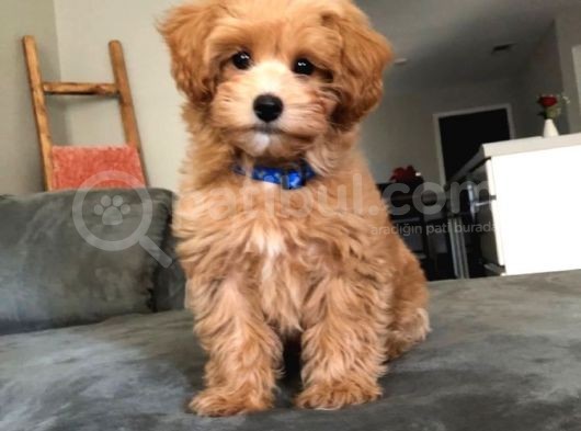 Sevimli Maltipoo Yavrular