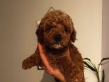 Sağlık Ve Ömür Boyu Irk Garantili Poodle Yavrularımız