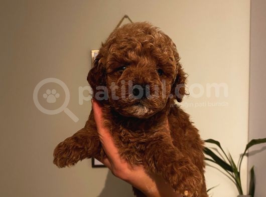 Sağlık Ve Ömür Boyu Irk Garantili Poodle Yavrularımız görsel