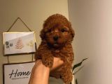 Sağlık Ve Ömür Boyu Irk Garantili Poodle Yavrularımız