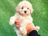 Mi̇ni̇ Boy Orji̇nal Malti̇poo Yavrulari