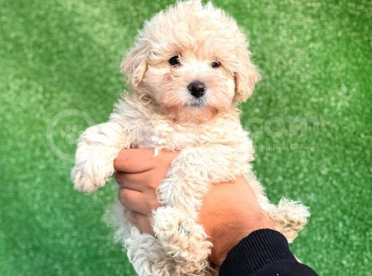 Mi̇ni̇ Boy Orji̇nal Malti̇poo Yavrulari görsel