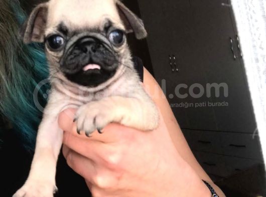 Mükemmel Kalitede Pug Yavrular görsel