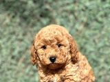 Efsane Guzellikte Poodle Bebeklerimiz