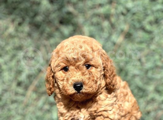 Efsane Guzellikte Poodle Bebeklerimiz görsel