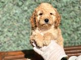 Efsane Guzellikte Poodle Bebeklerimiz