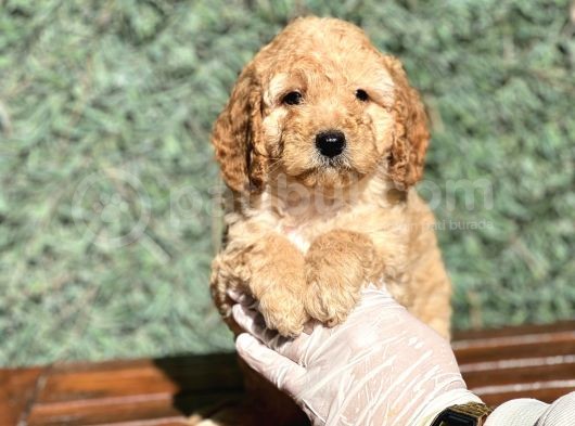 Efsane Guzellikte Poodle Bebeklerimiz görsel