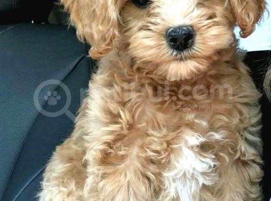 Orjinal Maltipoo Yavrular