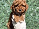 Efsane Guzellikte Poodle Bebeklerimiz