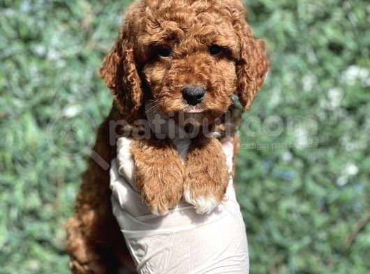 Efsane Guzellikte Poodle Bebeklerimiz görsel