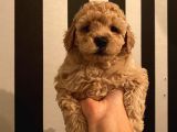 Aşılı Pasaportlu Toypoodle Bebeklerimiz