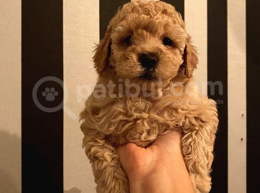Aşılı Pasaportlu Toypoodle Bebeklerimiz görsel