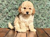 Efsane Guzellikte Poodle Bebeklerimiz