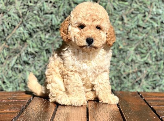 Efsane Guzellikte Poodle Bebeklerimiz