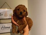 Sağlık ve Ömür Boyu Irk Garantili Poodle Yavrularımız