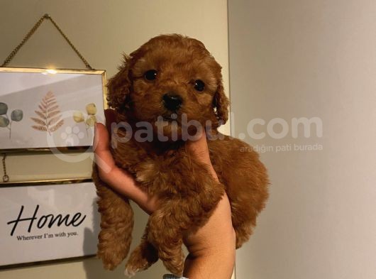 Sağlık Ve Ömür Boyu Irk Garantili Poodle Yavrularımız
