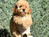 Efsane Guzellikte Poodle Bebeklerimiz