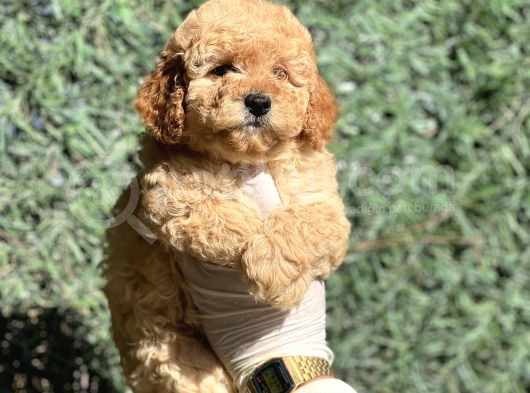 Efsane Guzellikte Poodle Bebeklerimiz görsel