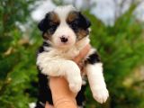Tricolor Border Collie Yavrularimiz