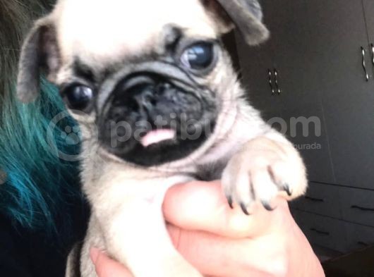 Mükemmel Kalitede Pug Yavrular görsel