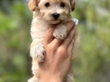 Sevi̇mli̇ Malti̇poo Bebekler