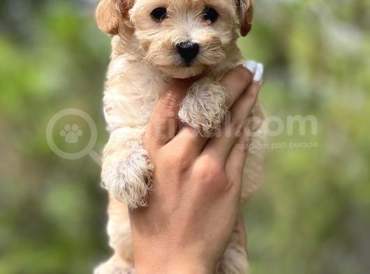 Sevi̇mli̇ Malti̇poo Bebekler görsel