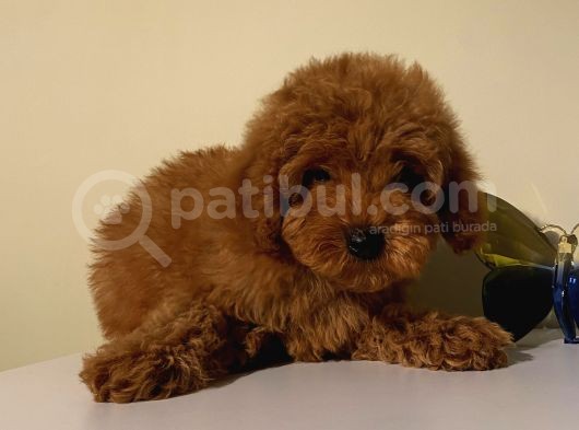 Ev Ortamında Büyüyen Poodle Yavrularımız