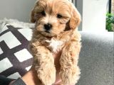 Irkinin En Güzel Malti̇poo Bebekleri̇