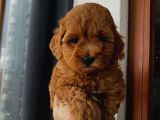 Aşılı Pasaportlu Toypoodle Bebeklerimiz