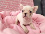 Muhteşem Güzellikte French Bulldog Yavrular
