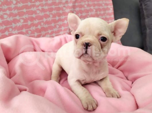 Muhteşem Güzellikte French Bulldog Yavrular görsel