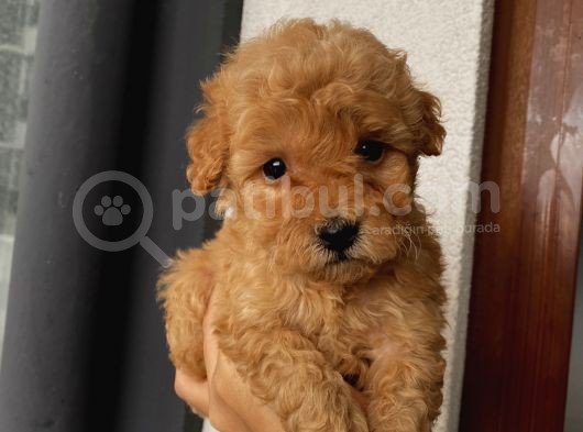 Aşılı Pasaportlu Toypoodle Bebeklerimiz görsel