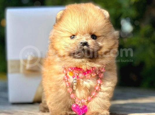Safkan Teddy Bear Pomeranian Boo Yavrularımız görsel