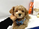 Muhtesem Guzellikte Maltipoo Bebeklerimiz