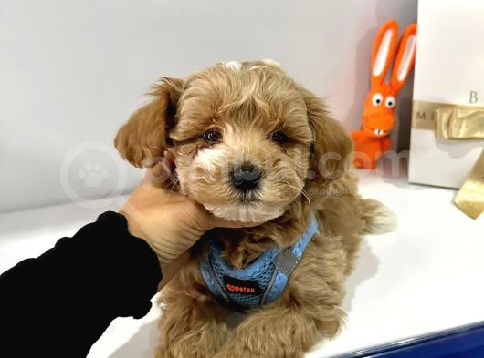 Muhtesem Guzellikte Maltipoo Bebeklerimiz görsel