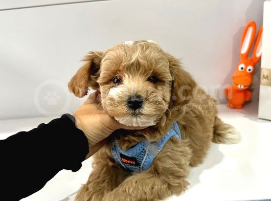 Muhtesem Guzellikte Maltipoo Bebeklerimiz görsel