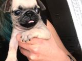 Mükemmel Kalitede Pug Yavrular
