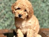 Efsane Guzellikte Poodle Bebeklerimiz